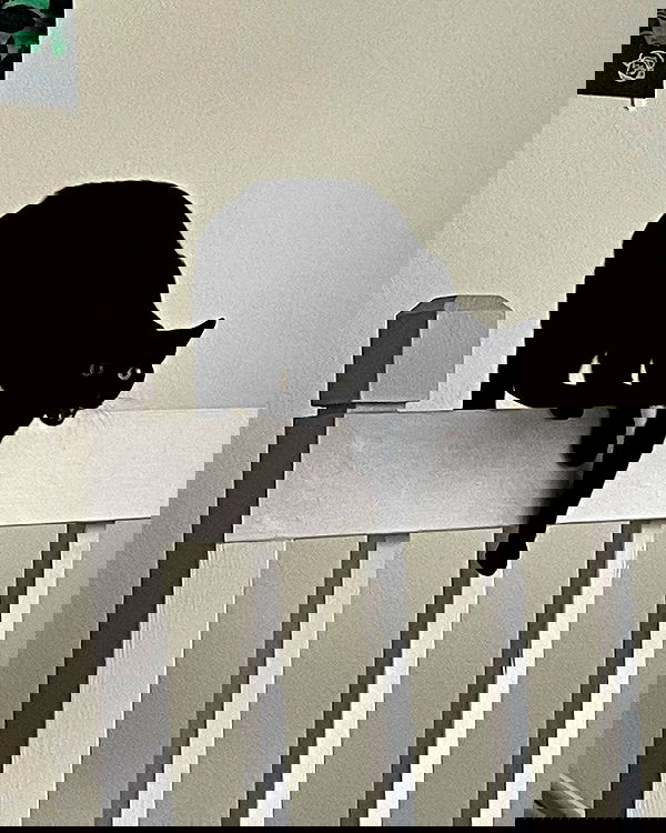 iluvmeww iluvmeww archive image