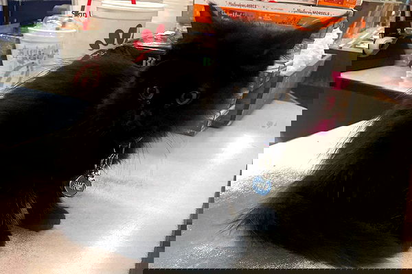 iluvmeww iluvmeww archive image