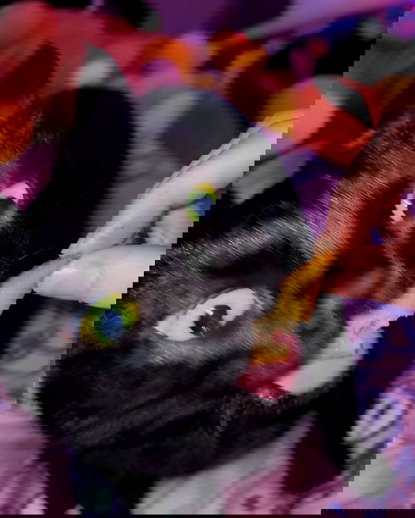 iluvmeww iluvmeww archive image