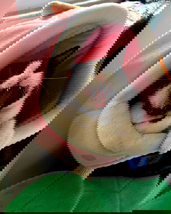 iluvmeww iluvmeww archive image