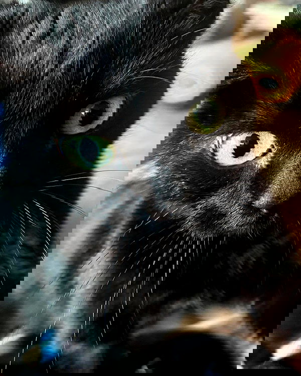 iluvmeww iluvmeww archive image