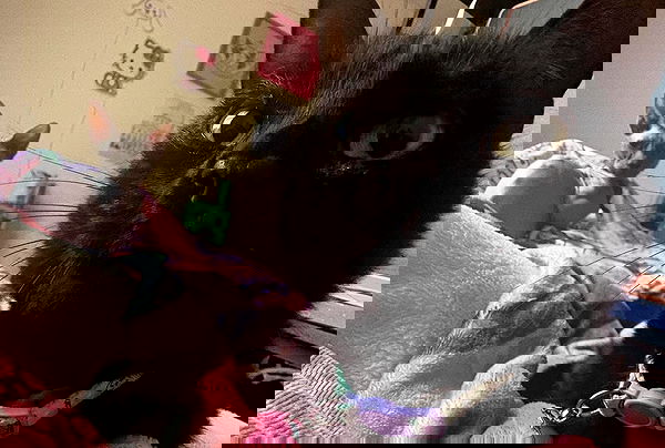 iluvmeww iluvmeww archive image