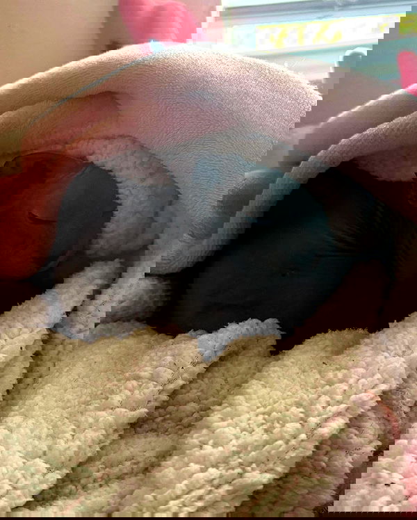 iluvmeww iluvmeww archive image