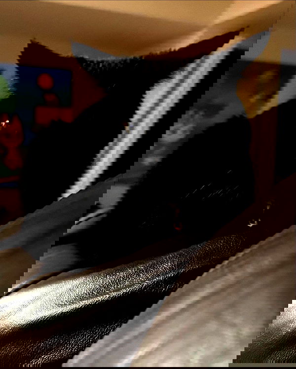 iluvmeww iluvmeww archive image