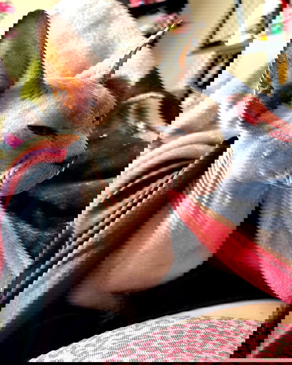 iluvmeww iluvmeww archive image