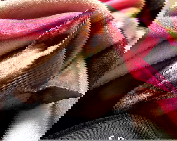 iluvmeww iluvmeww archive image