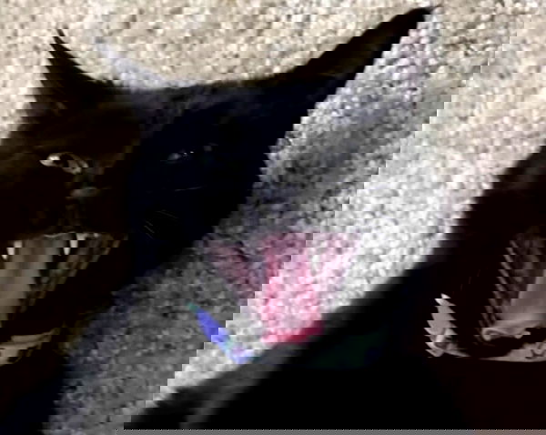 iluvmeww iluvmeww archive image