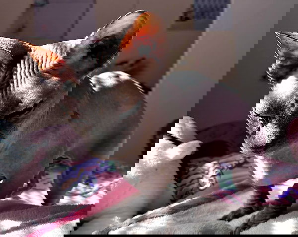 iluvmeww iluvmeww archive image