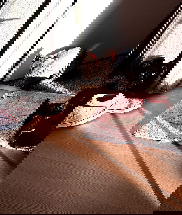 iluvmeww iluvmeww archive image