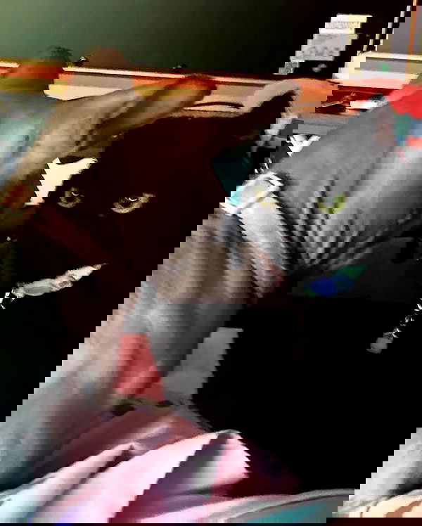 iluvmeww iluvmeww archive image