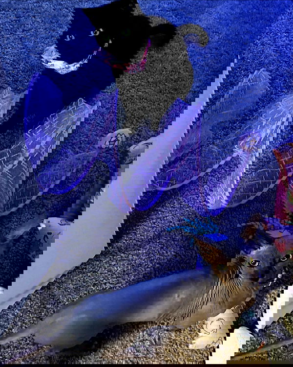 iluvmeww iluvmeww archive image