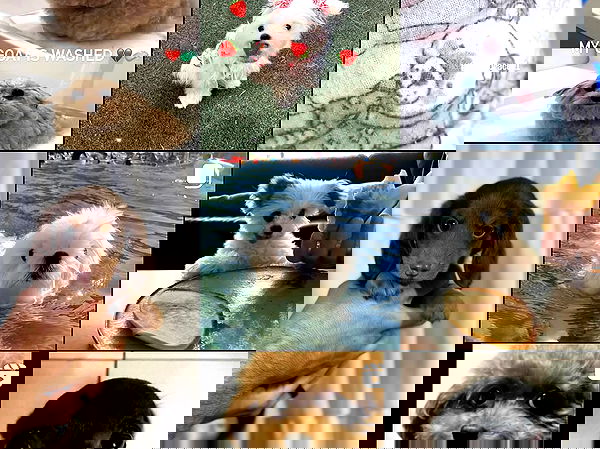 iluvmeww iluvmeww archive image