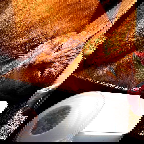 iluvmeww iluvmeww archive image