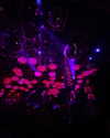 invaderzoe3 Altpins Profile Picture
