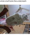 irlrue Altpins Profile Picture