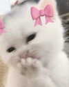 itsellerrrrrrr Altpins Profile Picture