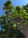 itsellerrrrrrr Altpins Profile Picture
