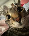 itshannahowo Altpins Profile Picture
