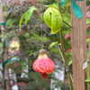 itshannahowo Altpins Profile Picture