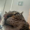 itshannahowo Altpins Profile Picture