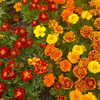 itshannahowo Altpins Profile Picture