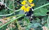 itshannahowo Altpins Profile Picture