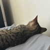 itshannahowo Altpins Profile Picture