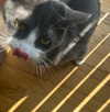 itshannahowo Altpins Profile Picture