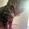 itshannahowo Altpins Profile Picture