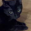 itshannahowo Altpins Profile Picture