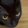 itshannahowo Altpins Profile Picture