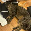 itshannahowo Altpins Profile Picture