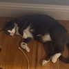 itshannahowo Altpins Profile Picture
