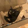 itshannahowo Altpins Profile Picture