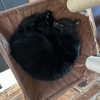 itshannahowo Altpins Profile Picture