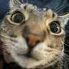 itshannahowo Altpins Profile Picture