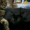 itshannahowo Altpins Profile Picture
