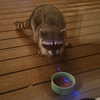 itshannahowo Altpins Profile Picture