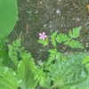 itshannahowo Altpins Profile Picture