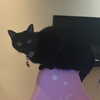 itshannahowo Altpins Profile Picture
