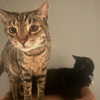 itshannahowo Altpins Profile Picture