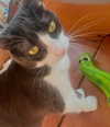 itshannahowo Altpins Profile Picture