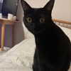 itshannahowo Altpins Profile Picture
