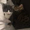 itshannahowo Altpins Profile Picture