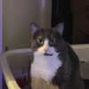 itshannahowo Altpins Profile Picture