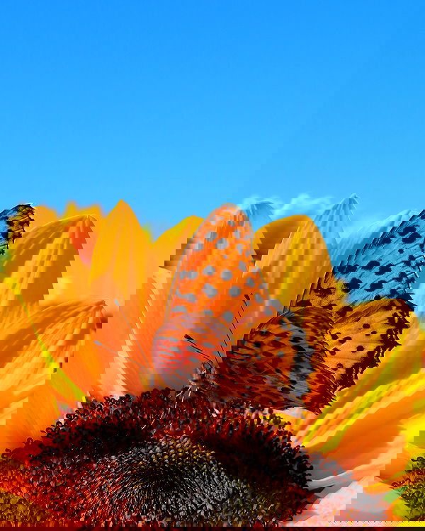 itsilanosh itsilanosh archive image