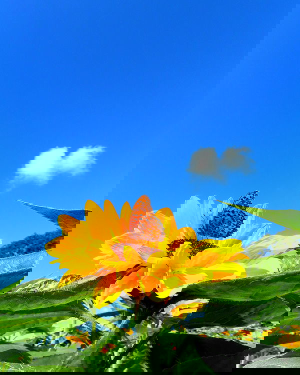 itsilanosh itsilanosh archive image