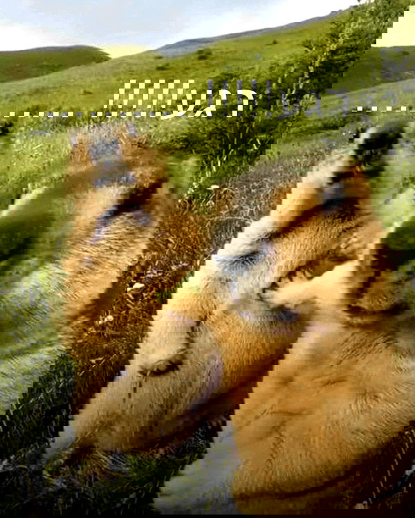 itsilanosh itsilanosh archive image