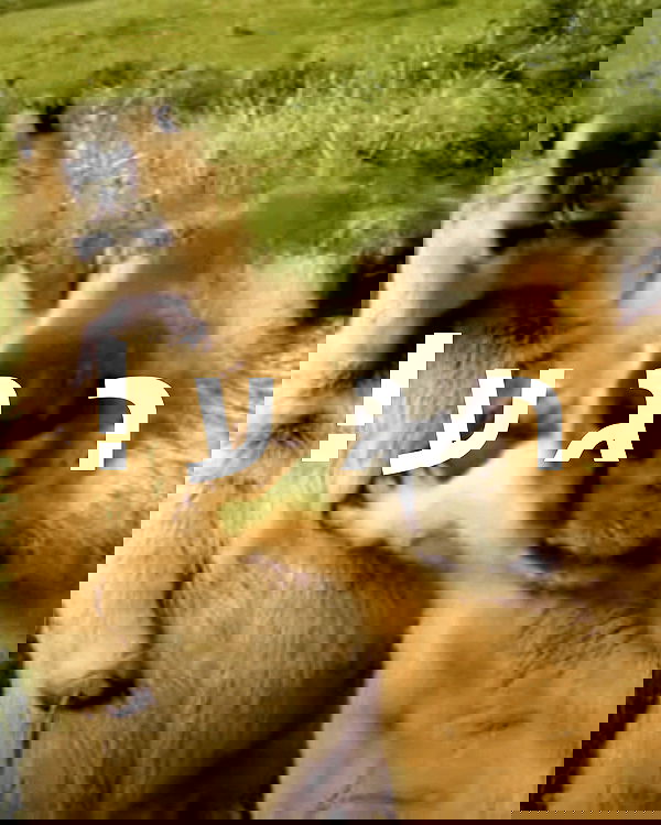 itsilanosh itsilanosh archive image