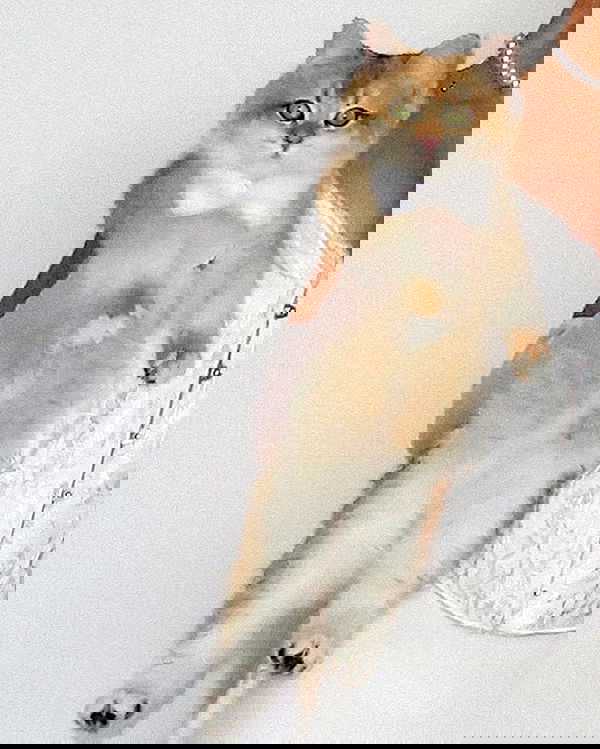 itsilanosh itsilanosh archive image